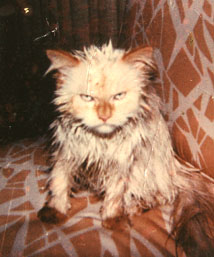 My Cats Diary