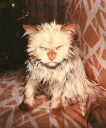 My Cats Diary