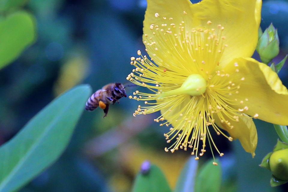Sunday Stills Challenge: Yellow Flowers