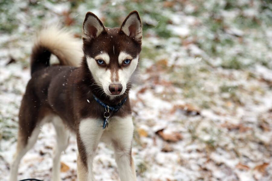 Meeko in the snow — Canon EOS 6D, 20.2 megapixels