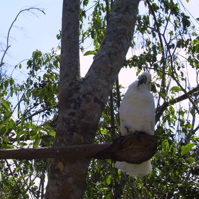 Excursion -- Dolphins ... and Birds?! — 071
