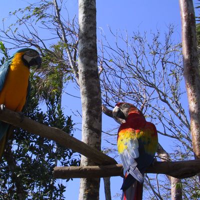 Excursion -- Dolphins ... and Birds?! — 084