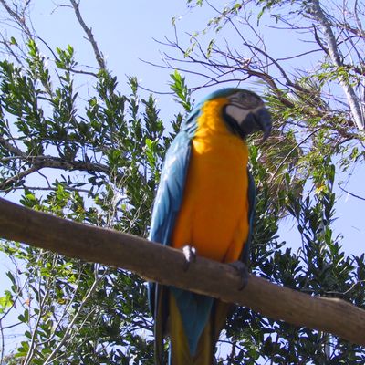 Excursion -- Dolphins ... and Birds?! — 085